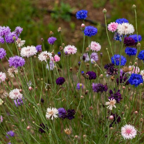 semi di fiordaliso, biologici, esotiche resistenti perenni, giardino letto rialzato, 200pcs