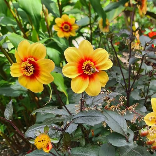 6 pcs Dahlienknollen Kaufen, Dahlia, garden frühlingsblüher zwiebeln Winterharte Dahlien, Winterharte Kübelpflanzen Gartenblumen blumenzwiebeln mehrjährig winterhart bloom Dekoration