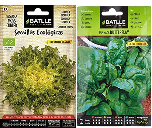 Escarola Cabello Angel Moss Curled - ECO & Espinaca BUTTERFLAY