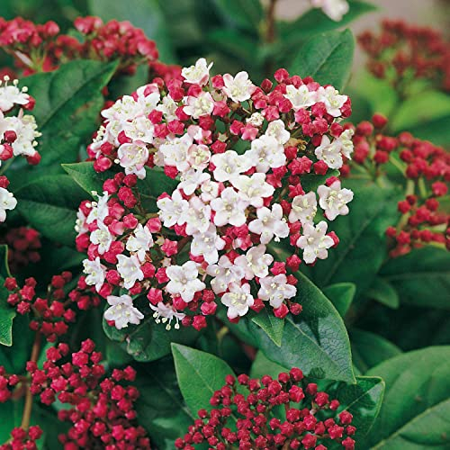 Immergrüner Winterschneeball Gwenllian (Viburnum tinus) - immergrün, weiße Blüten, angenehmer Duft - Winter-Pflanze von Garten Schlüter - Pflanzen in Top Qualität