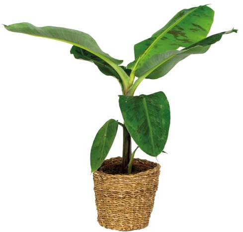 Bloomique - Musa Dwarf Cavendish - Bananier - Plante d’intérieur - Dépolluante - Sans danger pour les animaux - Hauteur 80-100 cm - Panier en jonc de mer 21 cm