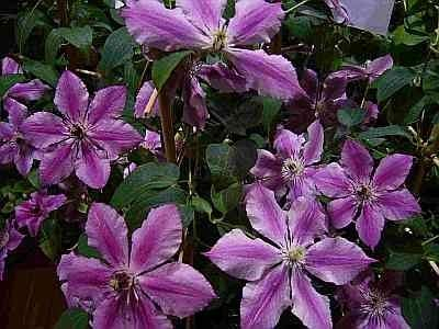 Clematis Ooh La La TM Evipo 041 (N) (60-100 cm) Waldrebe/Klematis