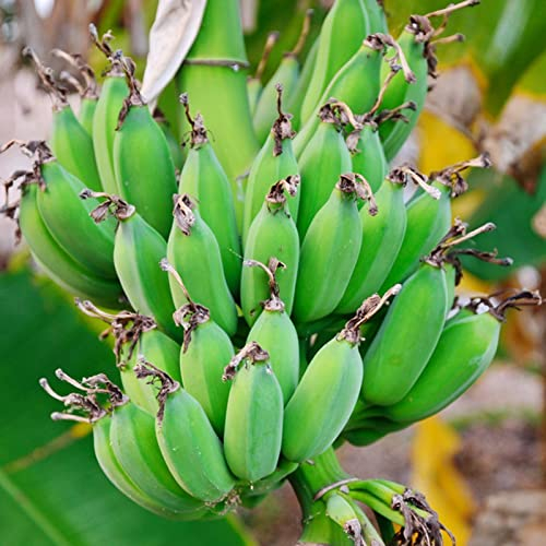 Haloppe 100 Stück Bananenpflanzen Fruchtsamen für die Bepflanzung des Hausgartens, Bananenpflanzensamen mehrjährige Balkon-Bonsai-Setzlinge für den Bauernhof Bananensamen