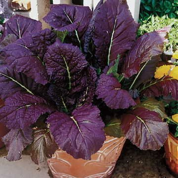 Park Seed Red Giant Mustard Seeds, Pack of 100 Seeds