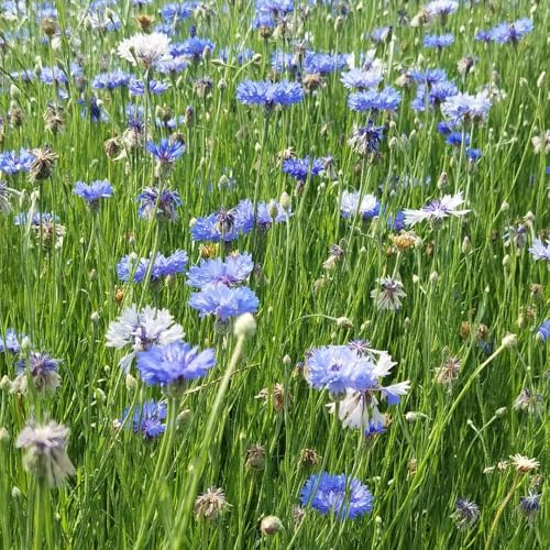 Semillas de aciano, semillas de silvestres Centaurea cyanus, para exterior resistentes al invierno Variedades antiguas 400pcs