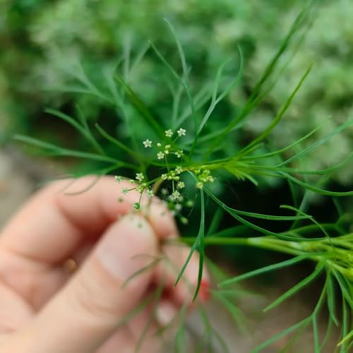 Semi di cerfoglio, Chaerophyllum villosum, semi di selvatiche resistenti per il giardino prodotti sostenibili medicinali regali per gli amanti del giardino 200pcs