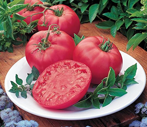 JustSeed - Tomato - Brandy Boy - 10 Seeds