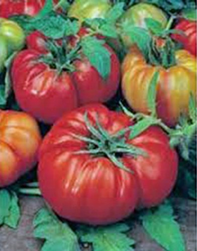Tomatoes, Beefsteak Tomato 50 Seeds - Impressive!, Non-GMO, USA Product. Packed by JACOBS LADDER ENT.