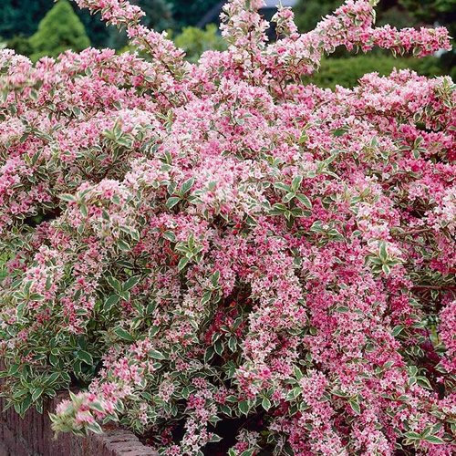 GardenersDream Weigela Florida Variegata - Outdoor Garden Ready Hardy Shrub - Vibrant Pink Flowering Shrub - Deciduous Ornamental Garden Plant for Borders & Patio (9cm Pot, 20-30cm)