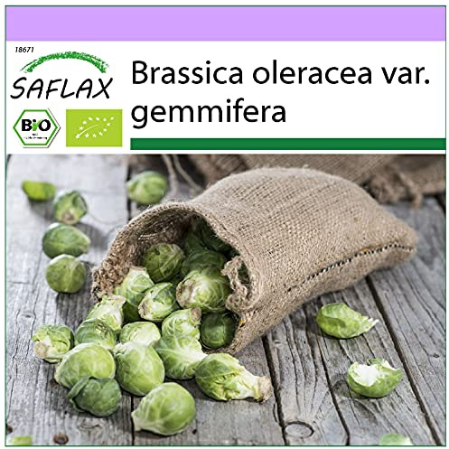 SAFLAX - Ekologiskt - Brysselkål - Groninger - 30 Frön - Brassica oleracea