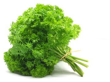 500 Graines de Persil Frisé - plante aromatique - semences paysannes reproductibles - SemiSauvage