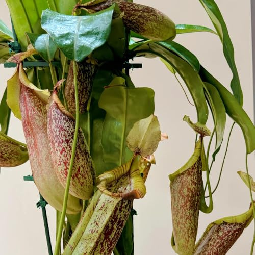 Nepenthes-kannenpflanze, nachhaltige produkte garten pflanzensamen fleischfressende grünpflanzen balkonpflanzen winterharte kräutergarten 200Samen