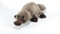 Plush & Company Plüsch, weicher Kuscheltier Geburtstagsfeier Toy Plüschtiere Geschenk für Kinder, Mädchen, Jungen, Mama und Freunde