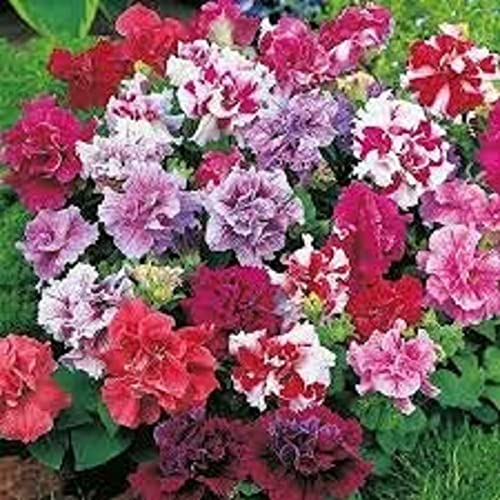 Petunia Plants, 'Mix', 20 x Full Plant Pack, Petunias, Bedding Plants, Mixed Petunia, Garden Flowers, Garden Ready and Ready to Plant, Premium Quality Flowers