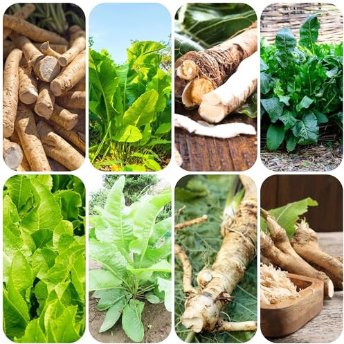 Piante di rafano - semi piante resistenti in vaso Semi di rafano da giardino piante verdi vasi per piante semi di ortaggi - Serie piante rare - semi di piante decorative ed erbe 200pcs