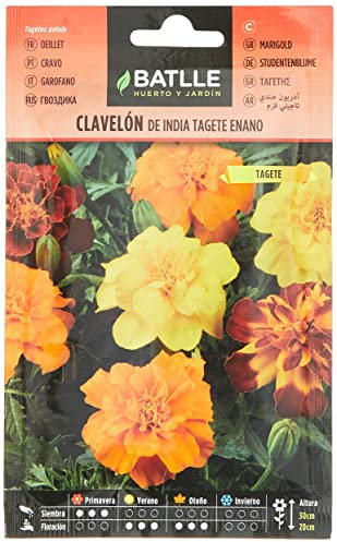 Batlle OEILLET D’Inde TAGETE Nain