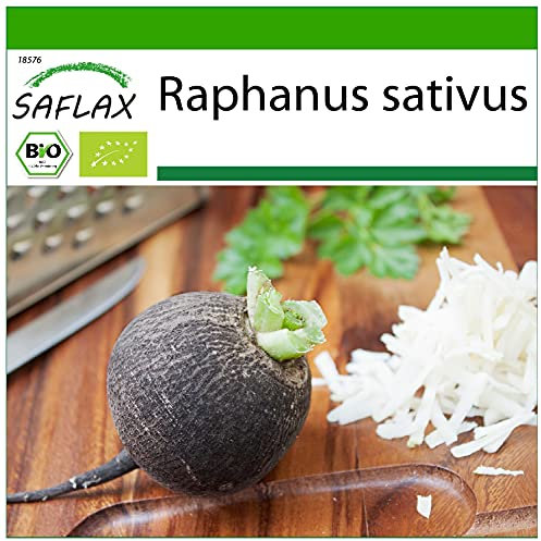 SAFLAX - BIO - Radis - Noir - 100 graines - Avec substrat de culture aseptique - Raphanus sativus