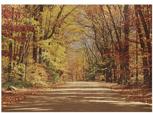 ABAKUHAUS Fall Jigsaw Puzzle, Scenic View Outdoors Empty Roadway Surrounded with Deciduous Trees Image, Heirloom-Quality Fun Activity for Family Durable Cardboard, 1000 pcs, Redwood Yellow Orange