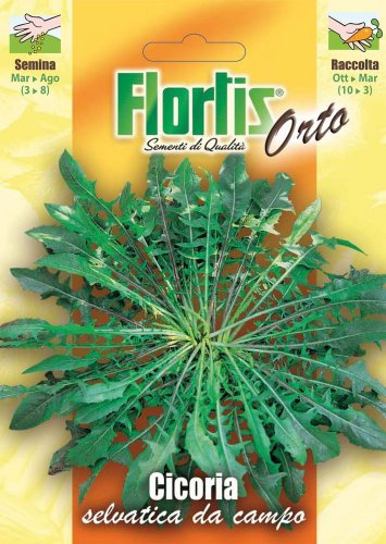 Cicoria Selvatica Da Campo