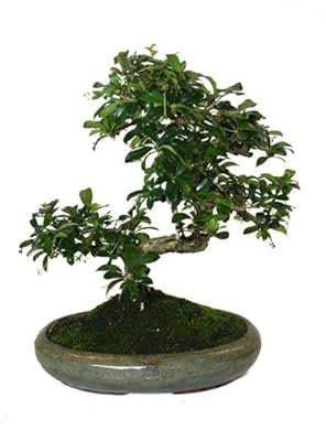 Bonsái Carmona Microphylla Natural Árbol Fácil de Mantener