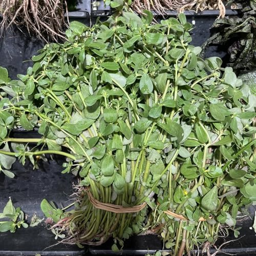 semillas de verdolaga perennes resistentes culinarias, orgánicas de verdolaga, jardín el balcón 500pcs