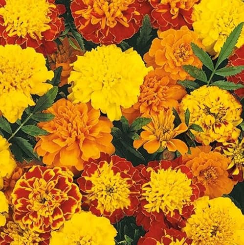 French Marigold, Marigold Tagetes patula, 'Bonita' Mixed Small Bushy Annual Flower Orange 1ft (30cm) Bulk order500g Seeds