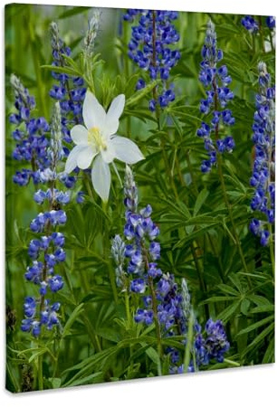 3dRose Columbine, Lupine flowers, Albion Basin, Utah, USA - US45 HGA0419 - Howie Garber Museum Grade Canvas Wrap 8x10