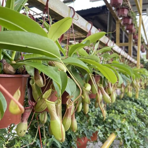 fleischfressende kannenpflanze nepenthes kräuterpflanzen, winterharte kübelpflanzen balkonpflanzen 100samen