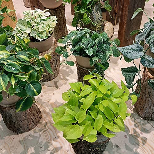 Houseplant Epipremnum Mixed Pothos Ceylon Creeper Devil's Ivy Scindapsus aureus Tender Perennial Grow Your Own Indoor Jungle Foliage Potted Plants in 15cm Hanging Pots by Thompson and Morgan (1)