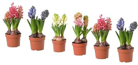Set de 6 Bulbos de Jacinto PREMIUM Hyacinthus Orientalis