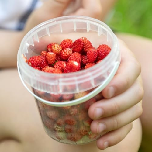 Semillas de fresa silvestre - enanos resistentes Semillas de fresa - Fragaria vesca - exóticas raras semillas de jardín 250pcs