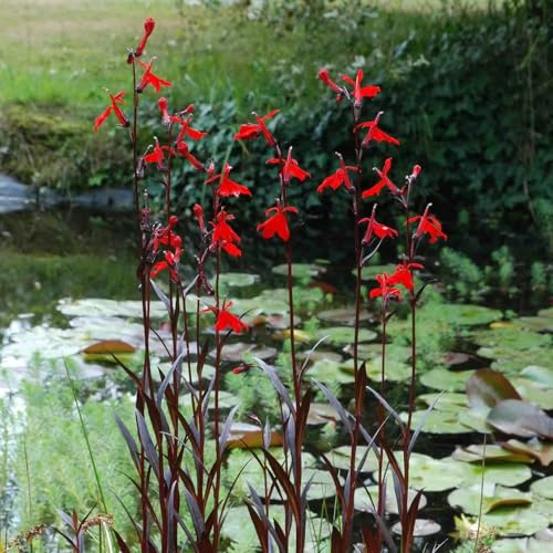 Semillas de lobelia silvestres balcón semillas de silvestres jardín balcón decorativa 450pcs