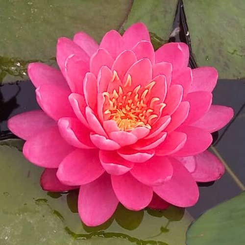 Mainam Mixed Colorful Hardy Water Lily Tuber Live Aquarium Plant for Freshwater Fish Pond Balcony Buy 2 GET Fertilizer Free (Red Nymphaea Perry's Fire Opal)