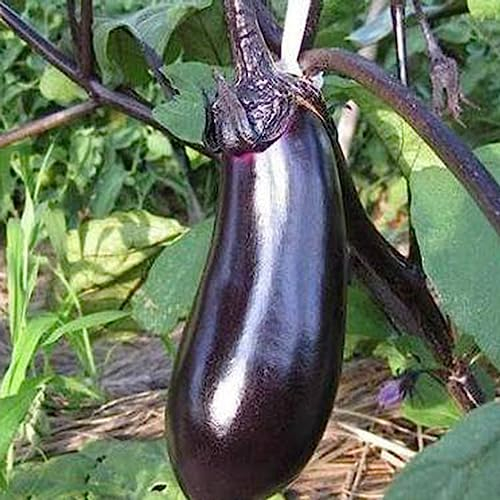 Auberginensamen, 100 Stück/Beutel, gentechnikfrei, dunkelviolett, nährstoffreich, Gemüsesämlinge, Blumen, Obstbäume, Gemüsesamen Auberginensamen