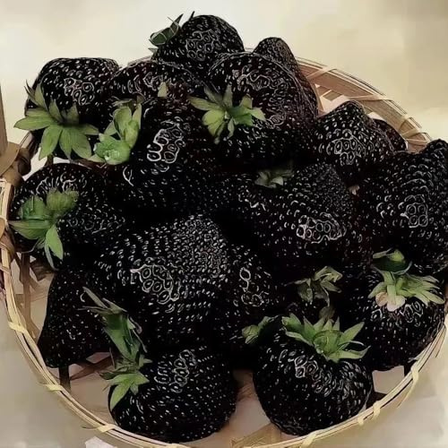 semillas de fresa, interior purificadoras del aire resistentes raras para el jardín balcón perennes fresca en 350pcs