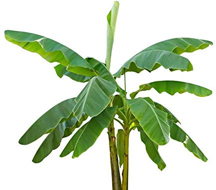 Musa velutina 5 Bananensamen rosa Zwergbanane frosthart