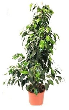 Planta de Interior Ficus Benjamina para Decorar el Hogar