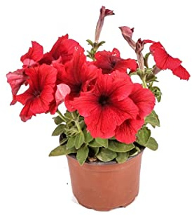 Flor Viva Petunia con Flor de Color Mix Planta Exterior