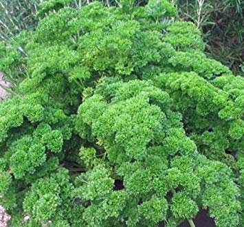 Prezzemolo semi-cereali, cur, biologico, non OGM, 25+ semi, semi-di prezzemolo