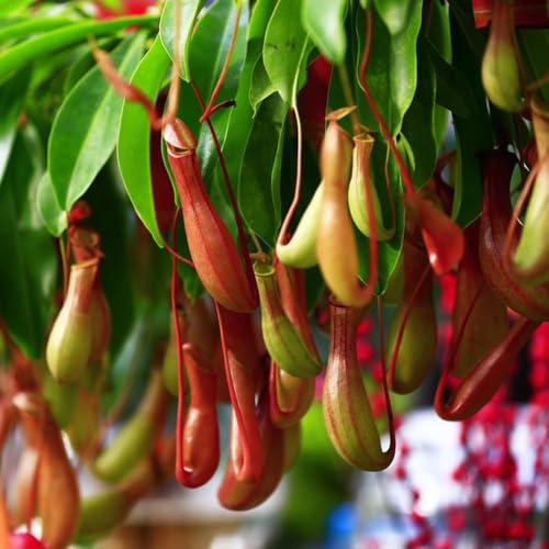carnivora - semi Nepenthes di interni semi di Decorazione balcone con letti elevati giardino rocce resistenti balcone esotico bonsái 400pcs