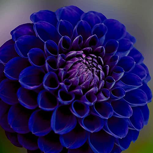 2PCS Dalia bulbi a Perenne Giardino Importante Supplemento a Colori Illuminare Giardino Estate Periodo di Fioritura Lunghi Rami Foglie Alle Armi amichevole di Alta Germinazione