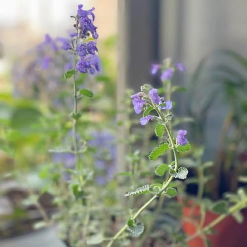 1000 piezas semillas de gatera orgánicas jardín cobertura del suelo resistentes, perennes resistentes, semillas pradera,
