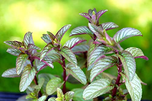Echte Pfefferminze - Mentha piperita - Minze - 1000 Samen