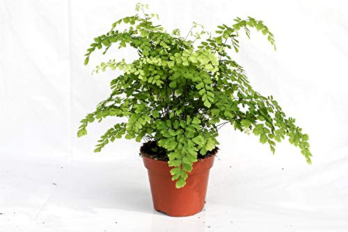 Adiantum raddianum ‘Fragrans’ – Frauenhaarfarn/Venushaar – 30-35 cm – Luftreinigende Zimmerpflanze, pflegeleicht & dekorativ für Wohnräume, Bad & Büro