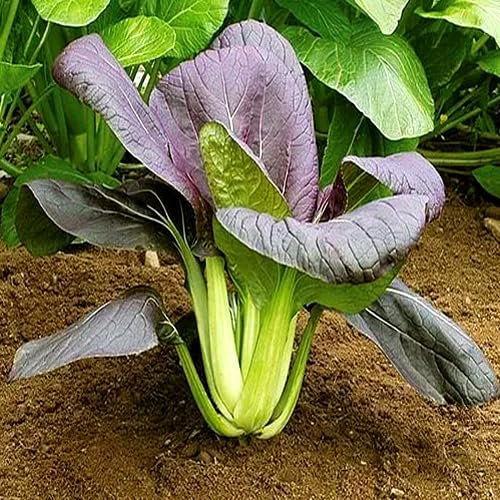 Cabbage Chinese Red Pak Choi 80 Seeds + Plant tag + Freebie - Inferno Red Bok Choi Vegetable