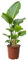 Plant in a Box - Strelitzia Nicolai - Height 55-70cm - Bird of Paradise - Real Indoor Green houseplant - Pot 17cm