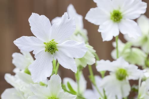 Clematis Hybride 'Early Sensation' 60-100 cm - Waldrebe, weiße Blüten, Blütezeit April-Mai, ideal für Rankgerüste, immergrün, pflegeleicht