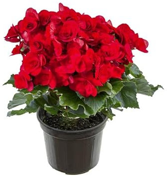 Begonia Elatior Natural Planta para Embellecer tu Espacio Interior con Flores
