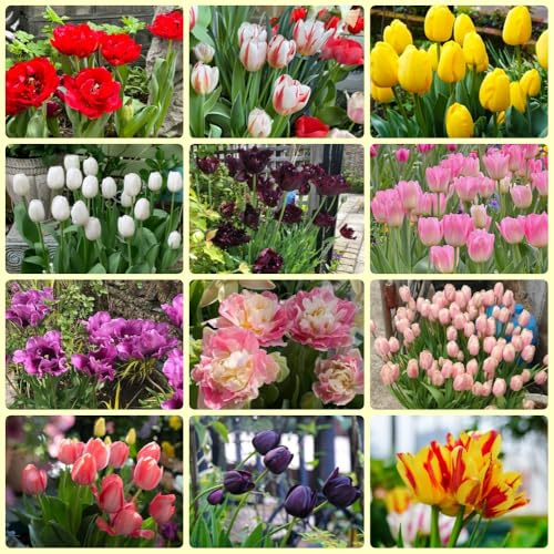 Bulbi di tulipani, I bulbi da sono perenni, resistenti acquistare Bulbi di tulipani del giardino 15pcs