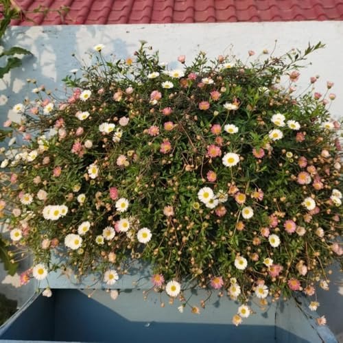 Semillas de margarita española, semillas de silvestres Erigeron karvinskianus, resistentes para el jardín 600pcs